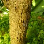 Brunfelsia americana چھال