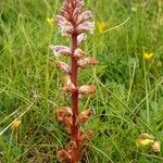 Orobanche minor Hábito