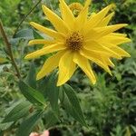 Helianthus grosseserratus Квітка