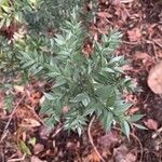 Ruscus aculeatus List