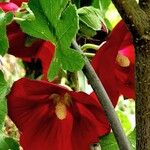 Abutilon guineense Fuelha