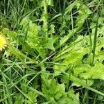 Taraxacum campylodes Hoja