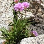 Armeria alpina Habit