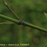 Phyllostachys flexuosa Otro