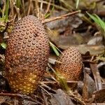 Rhopalocnemis phalloides