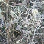 Helichrysum globosum Floro