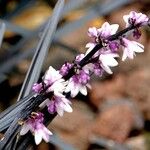 Ophiopogon planiscapus Habitus