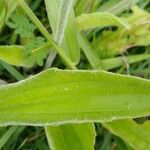 Plantago virginica Blatt