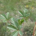 Potentilla pusilla Blad