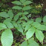 Juglans regia पत्ता