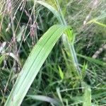 Eragrostis spectabilis Leaf