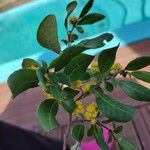 Azara integrifolia Λουλούδι