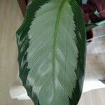 Calathea picturata Lehti