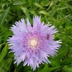 Stokesia laevisFlor