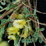 Astragalus supervisus Natur