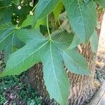 Liquidambar orientalisLeaf