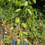 Albuca abyssinica Λουλούδι