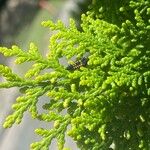 Platycladus orientalisFuelha