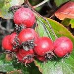 Crataegus persimilis Fruit