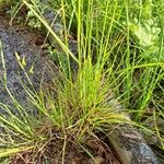 Bromus erectus Hoja