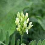 Astragalus cicer പുഷ്പം