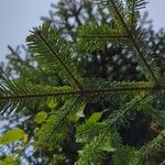 Abies amabilis