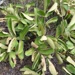 Combretum molle Leaf
