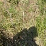 Brachypodium phoenicoides Blad
