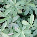 Potentilla reptans 葉