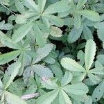 Potentilla reptans Blatt