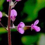 Desmodium axillare その他の提案