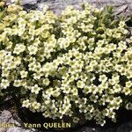 Saxifraga muscoides Libunga