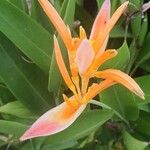 Heliconia psittacorumফুল