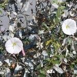 Convolvulus arvensisঅন্যান্য