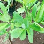 Euphorbia grantii Deilen