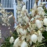 Yucca filamentosa Flower