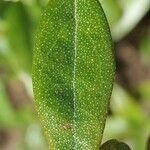 Rhododendron hippophaeoides Hoja