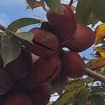 Sterculia foetida Fruit