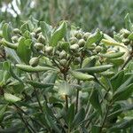 Pittosporum crassifolium Φύλλο