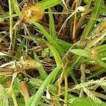 Setaria pumila পাতা