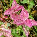 Salvia viridis Leaf