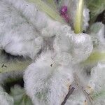 Salvia argentea Ostatní