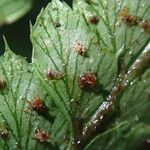 Polystichum transvaalense Leaf