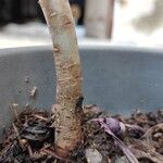 Aeonium arboreum 樹皮
