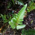 Asplenium bipartitum Leaf
