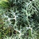 Eryngium bourgatii Liść