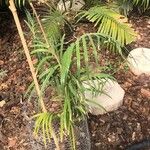 Cycas pectinata Folha