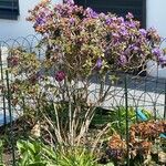 Rhododendron augustinii Flor