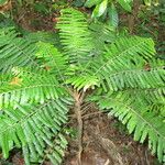 Phyllanthus mimosoides Облик