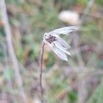 Catananche caerulea 果實